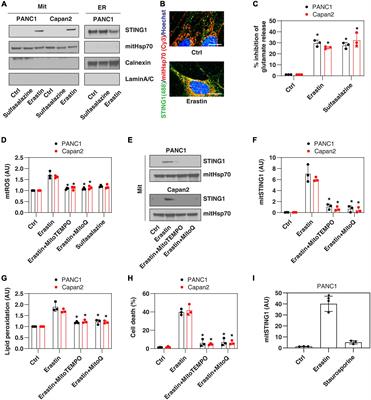 STING1 Promotes Ferroptosis Through MFN1/2-Dependent Mitochondrial Fusion